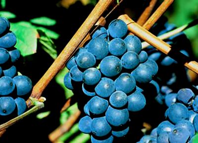 raisin_pinot_noir_bivb_muzard_jp.jpg