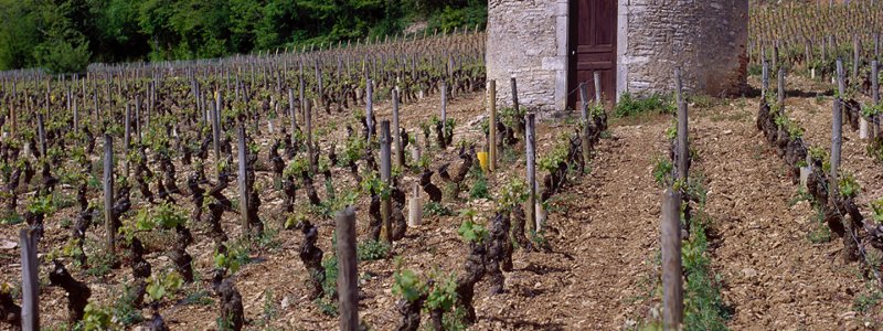 savigny_les_beaune_bivb_gadenne_d.jpg