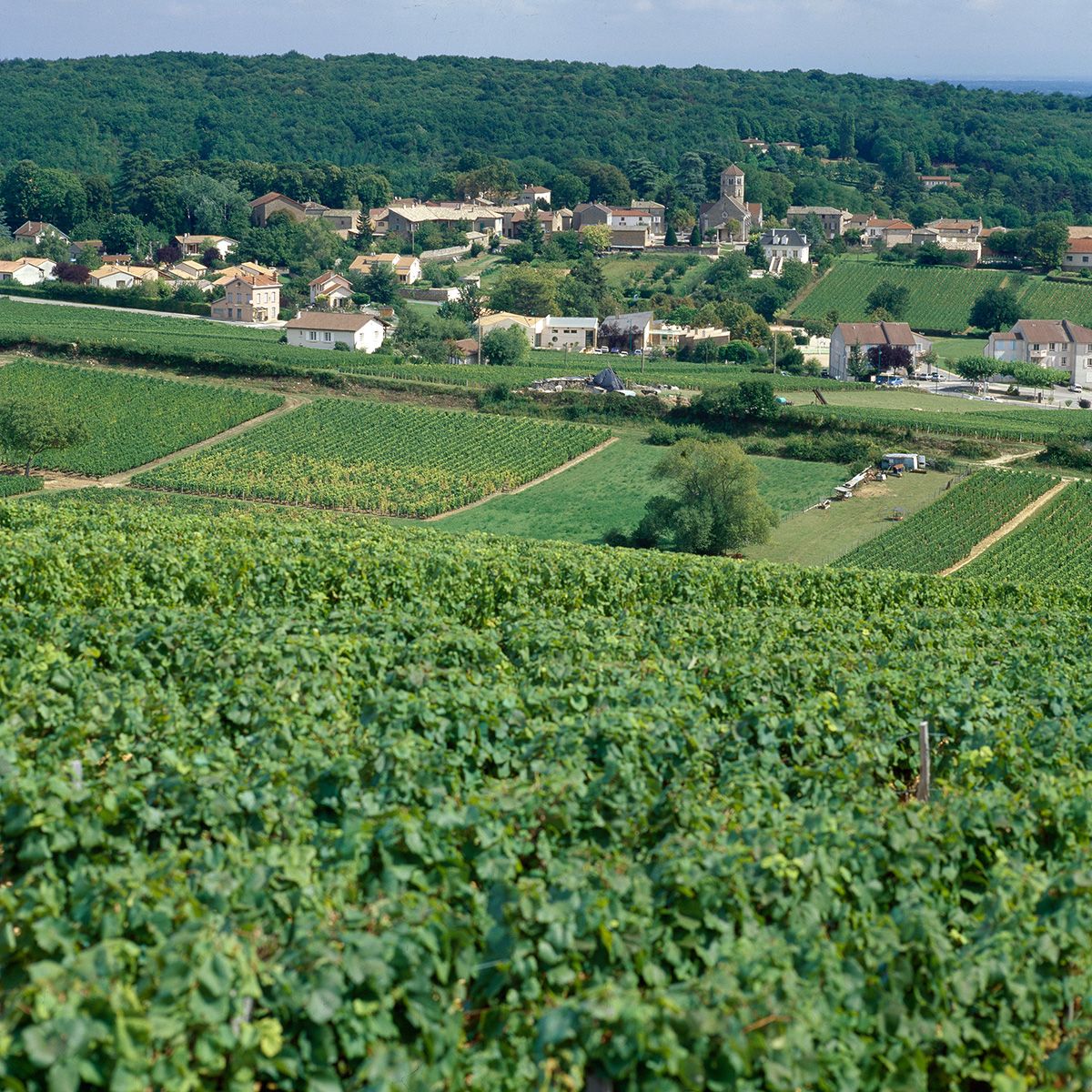 macon_villages_bivb_gadenne_d.jpg