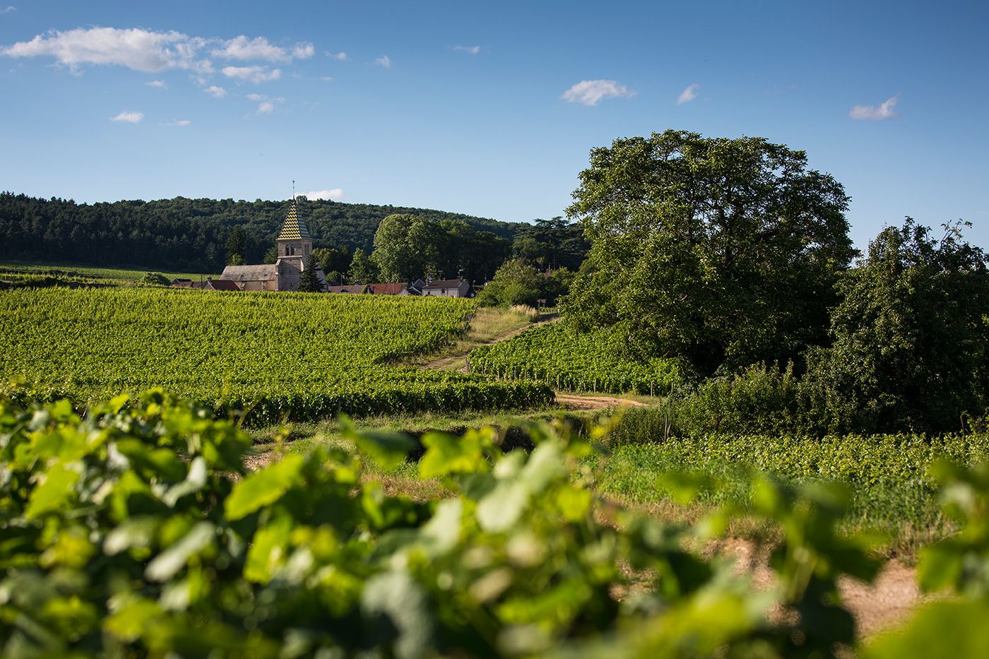 jaffelin_vinsfamille.jpg