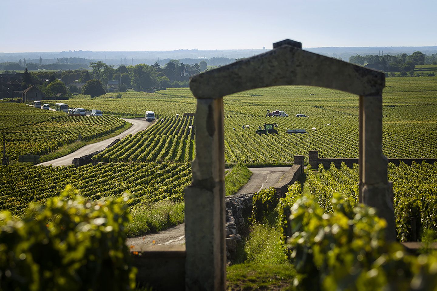 puligny_montrachet_bivb_aur_lien_ibanez.jpg