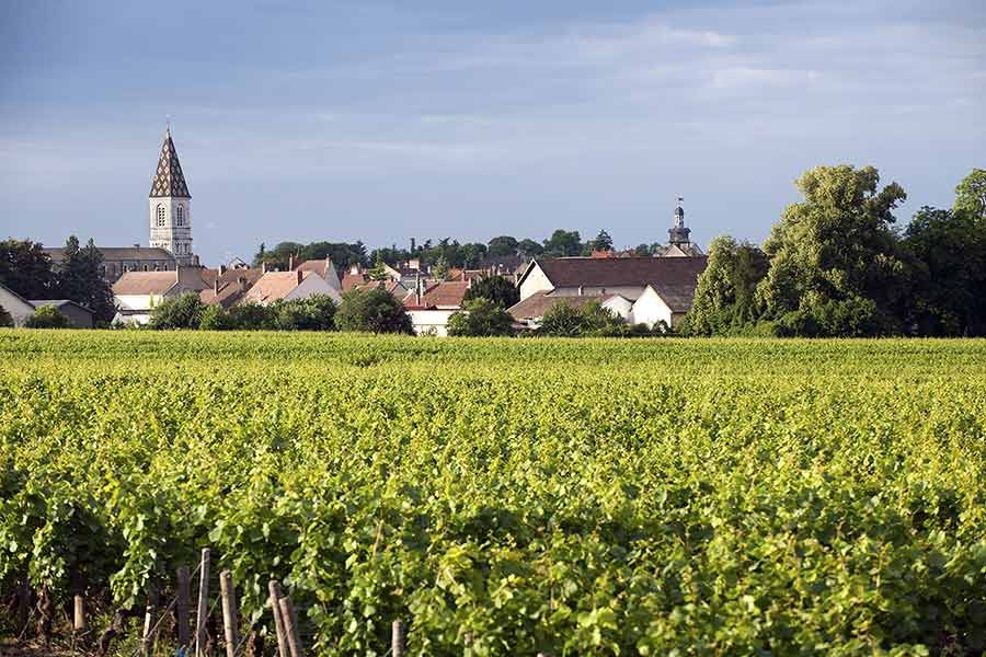 nuits_st_georges_bivb_joly_michel_bd.jpg