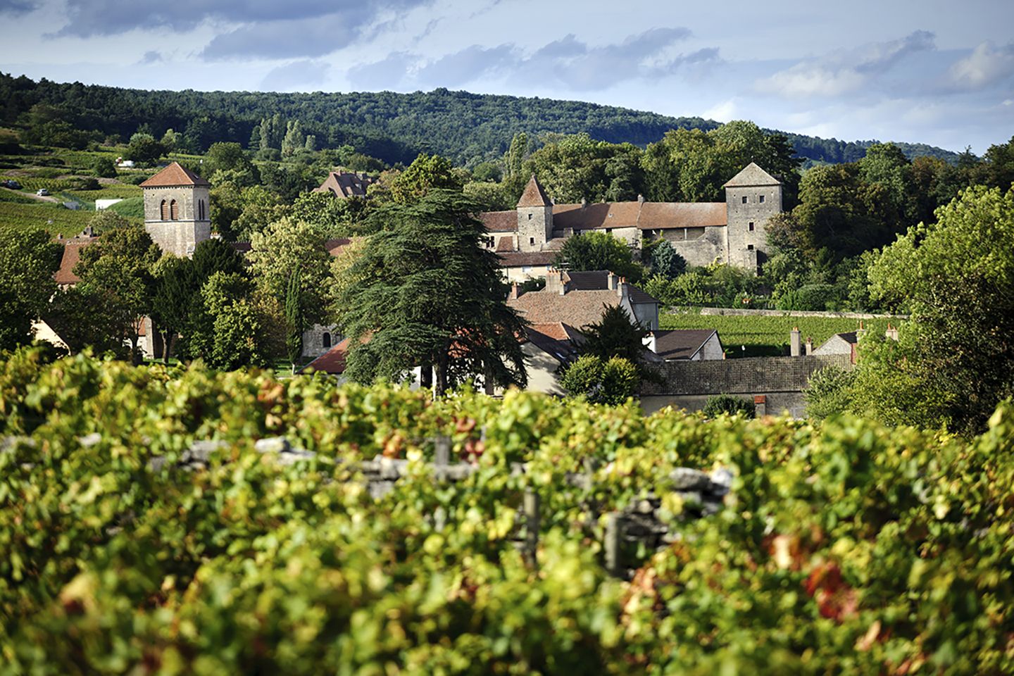 gevrey_chambertin_bivb_michel_joly.jpg